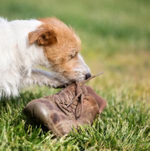 Carpenter Takes Shoes Off, Customer’s Dog Takes His Chance: ‘Mocking You’