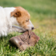 Carpenter Takes Shoes Off, Customer’s Dog Takes His Chance: ‘Mocking You’