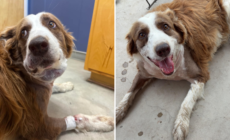 Woman Screams As Snake Attacks—Dog Jumps In and Takes the Venom for Her