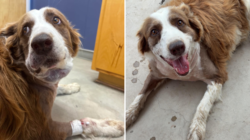 Woman Screams As Snake Attacks—Dog Jumps In and Takes the Venom for Her