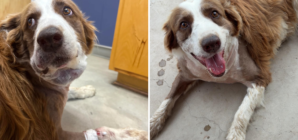 Woman Screams As Snake Attacks—Dog Jumps In and Takes the Venom for Her