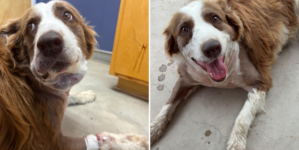 Woman Screams As Snake Attacks—Dog Jumps In and Takes the Venom for Her