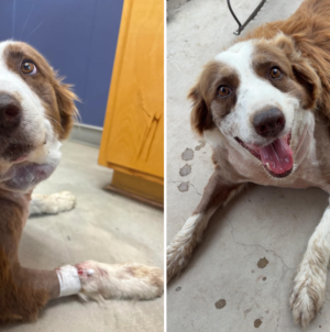 Woman Screams As Snake Attacks—Dog Jumps In and Takes the Venom for Her