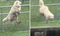 Man Builds Electric Fence but Dog Outsmarts Him Instantly