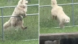 Man Builds Electric Fence but Dog Outsmarts Him Instantly