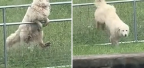 Man Builds Electric Fence but Dog Outsmarts Him Instantly