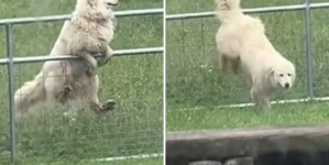Man Builds Electric Fence but Dog Outsmarts Him Instantly