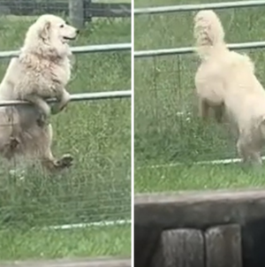 Man Builds Electric Fence but Dog Outsmarts Him Instantly