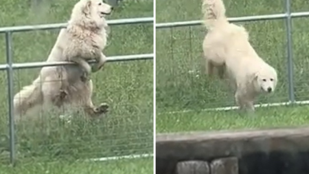 Man Builds Electric Fence but Dog Outsmarts Him Instantly