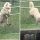 Man Builds Electric Fence but Dog Outsmarts Him Instantly