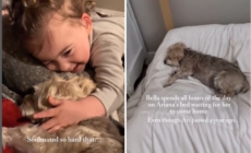 Tears as Dog Still Waits for Best Friend to Return—a Year After She Died