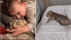 Tears as Dog Still Waits for Best Friend to Return—a Year After She Died