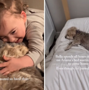 Tears as Dog Still Waits for Best Friend to Return—a Year After She Died