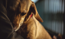 Shelter Dog Too Scared To Go Near Humans—a Week Later, Everything Changed