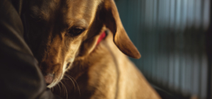 Shelter Dog Too Scared To Go Near Humans—a Week Later, Everything Changed