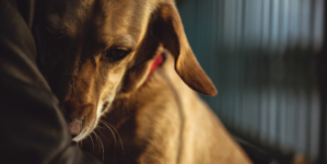Shelter Dog Too Scared To Go Near Humans—a Week Later, Everything Changed
