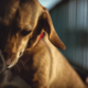 Shelter Dog Too Scared To Go Near Humans—a Week Later, Everything Changed