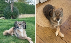 Woman Films What Rescue Dog Does on First Night Home—Then Makes Realization