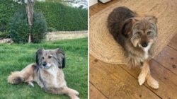 Woman Films What Rescue Dog Does on First Night Home—Then Makes Realization