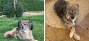 Woman Films What Rescue Dog Does on First Night Home—Then Makes Realization