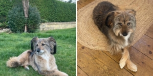 Woman Films What Rescue Dog Does on First Night Home—Then Makes Realization