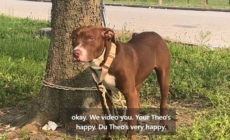 Neighbors Find Dog Tied Up to a Tree, by Evening ‘They Knew’ the Truth