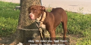 Neighbors Find Dog Tied Up to a Tree, by Evening ‘They Knew’ the Truth