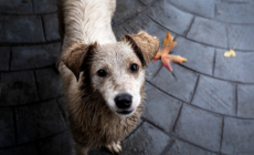 Owner and Puppy Having Fun at Dog Park, Hearts Break Over What Happens Next