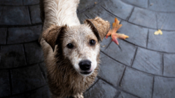 Owner and Puppy Having Fun at Dog Park, Hearts Break Over What Happens Next