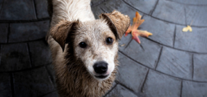 Owner and Puppy Having Fun at Dog Park, Hearts Break Over What Happens Next