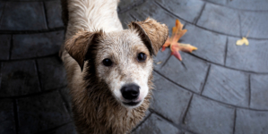 Owner and Puppy Having Fun at Dog Park, Hearts Break Over What Happens Next