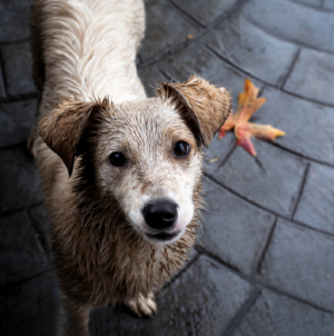 Owner and Puppy Having Fun at Dog Park, Hearts Break Over What Happens Next