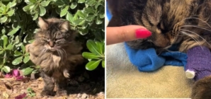 Woman Cares for Feral Cat for Years—What He Does in Final Moment Shocks Her
