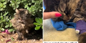 Woman Cares for Feral Cat for Years—What He Does in Final Moment Shocks Her