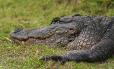 MAGA Celebrates Florida’s ‘Alligator Alcatraz’—’Voted for Exactly This’