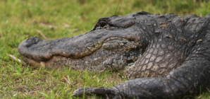 MAGA Celebrates Florida’s ‘Alligator Alcatraz’—’Voted for Exactly This’