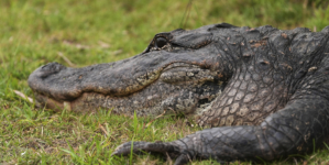 MAGA Celebrates Florida’s ‘Alligator Alcatraz’—’Voted for Exactly This’