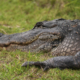 MAGA Celebrates Florida’s ‘Alligator Alcatraz’—’Voted for Exactly This’