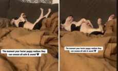 Woman Sees What Foster Puppy Does at Home, Realizes He Finally Feels ‘Safe’