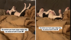 Woman Sees What Foster Puppy Does at Home, Realizes He Finally Feels ‘Safe’