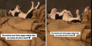 Woman Sees What Foster Puppy Does at Home, Realizes He Finally Feels ‘Safe’