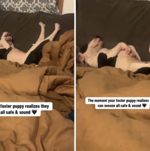 Woman Sees What Foster Puppy Does at Home, Realizes He Finally Feels ‘Safe’