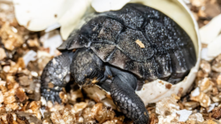 135-Year-Old Tortoise Celebrates First Father’s Day