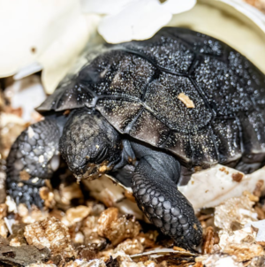 135-Year-Old Tortoise Celebrates First Father’s Day