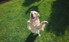 What ‘Needy’ Golden Retriever Does During Playtime Melts Hearts