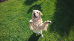What ‘Needy’ Golden Retriever Does During Playtime Melts Hearts