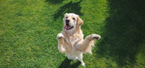 What ‘Needy’ Golden Retriever Does During Playtime Melts Hearts