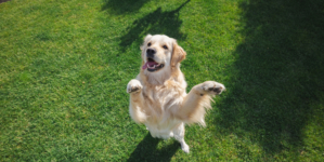 What ‘Needy’ Golden Retriever Does During Playtime Melts Hearts