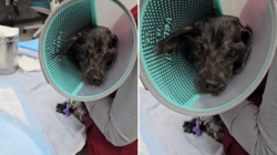 Cops Called To Handle Dog Dead ‘For Days,’ Not Prepared for What They Find