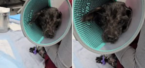 Cops Called To Handle Dog Dead ‘For Days,’ Not Prepared for What They Find